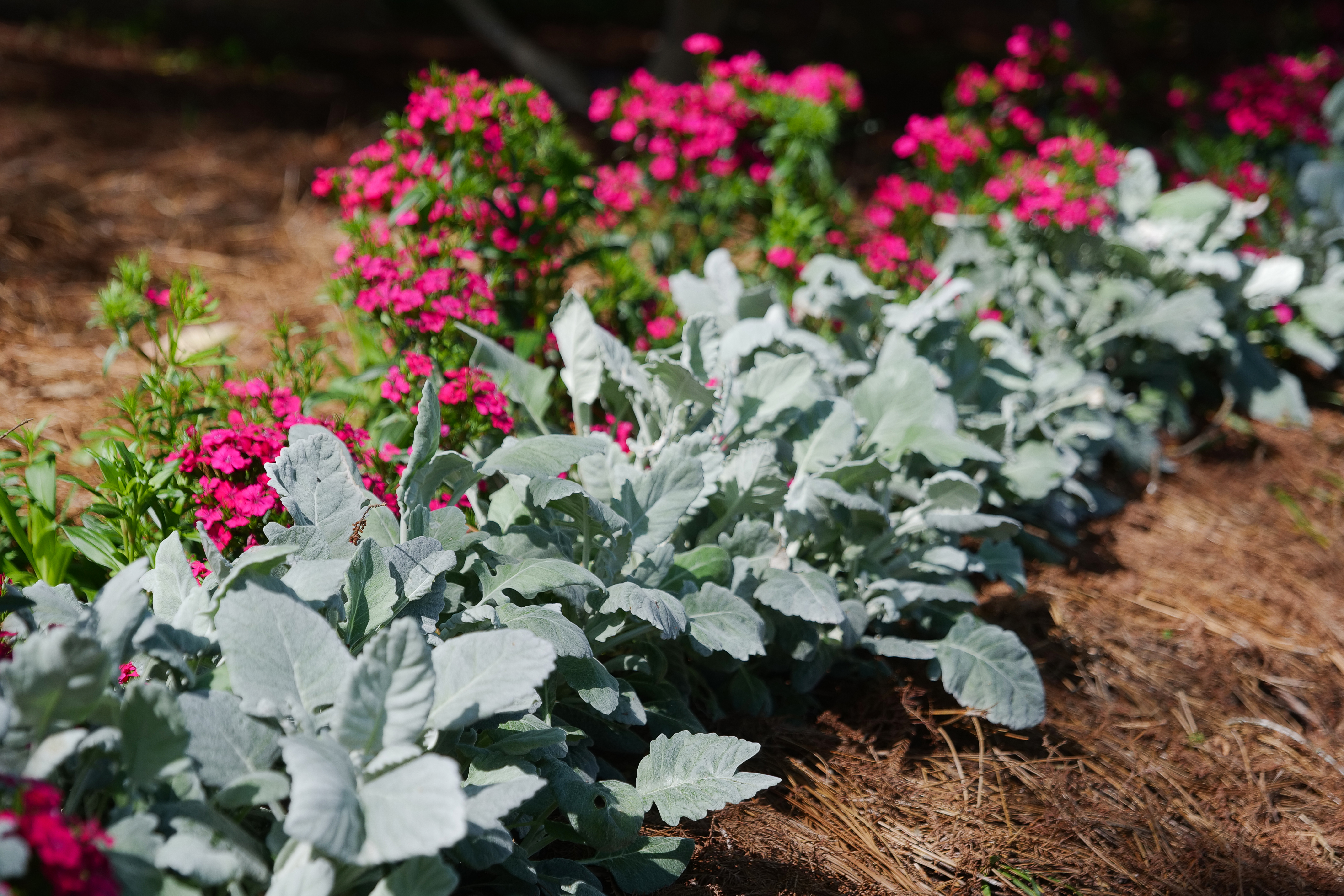 Dusty miller: A dependable choice for Louisiana’s cool-season gardens